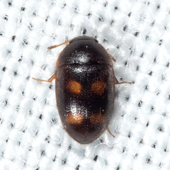 Litargus tetraspilotus