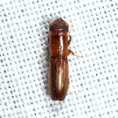 Euplatypus compositus