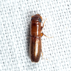 Euplatypus compositus