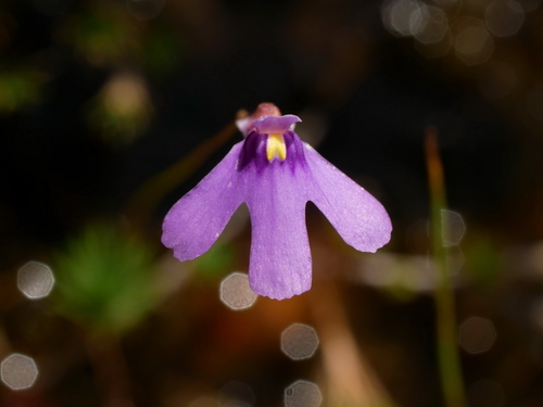 Utricularia tridactyla P.Taylor