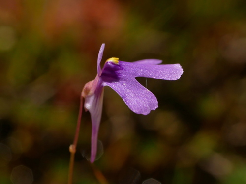Utricularia tridactyla P.Taylor 2