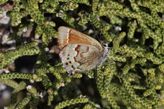 Callophrys loki