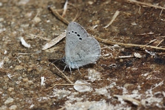 Glaucopsyche lygdamus australis