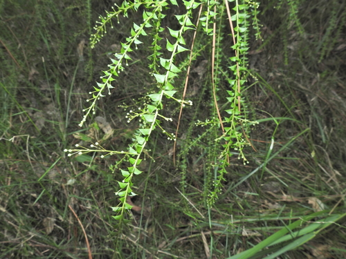 Acacia hubbardiana