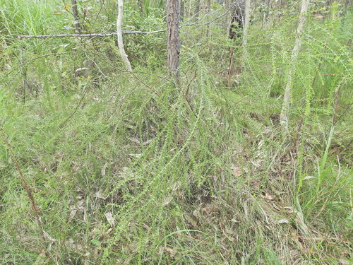 Acacia hubbardiana, photograph 1