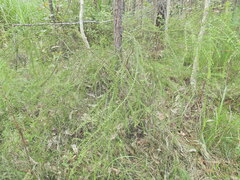 Scott W. Gavins, CC BY, iNaturalist via GBIF Acacia hubbardiana, photograph Scott W. Gavins, CC BY, iNaturalist via GBIF