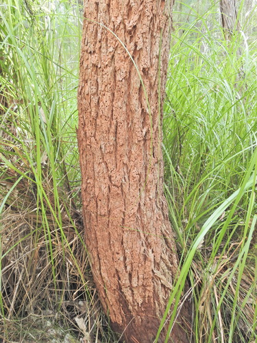 Eucalyptus robusta