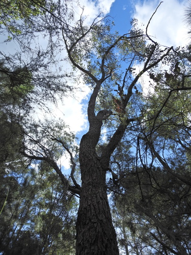 Eucalyptus robusta