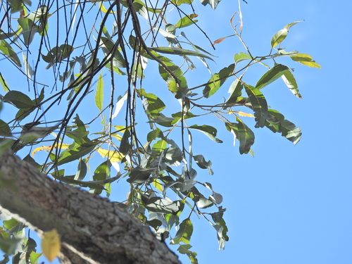 Eucalyptus robusta