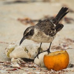 Mimus parvulus bauri