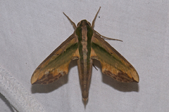 Pergesa acteus