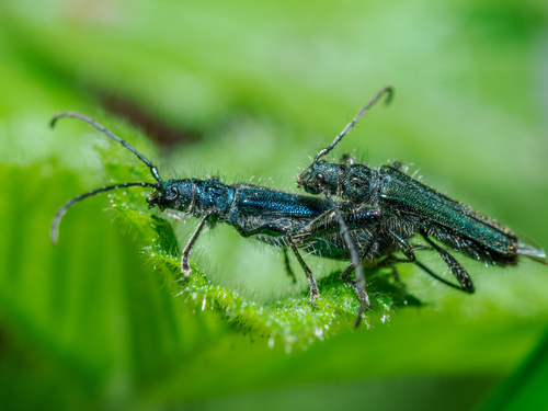 Callimus angulatus