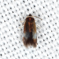 Stigmella quercipulchella