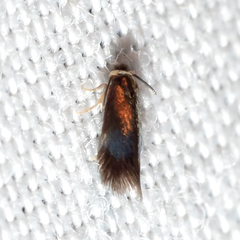 Stigmella quercipulchella