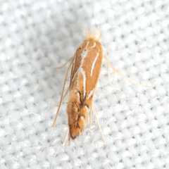 Phyllonorycter basistrigella