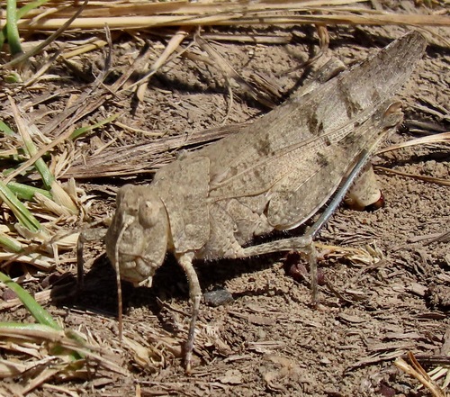 California Rose-winged Grasshopper photo 2