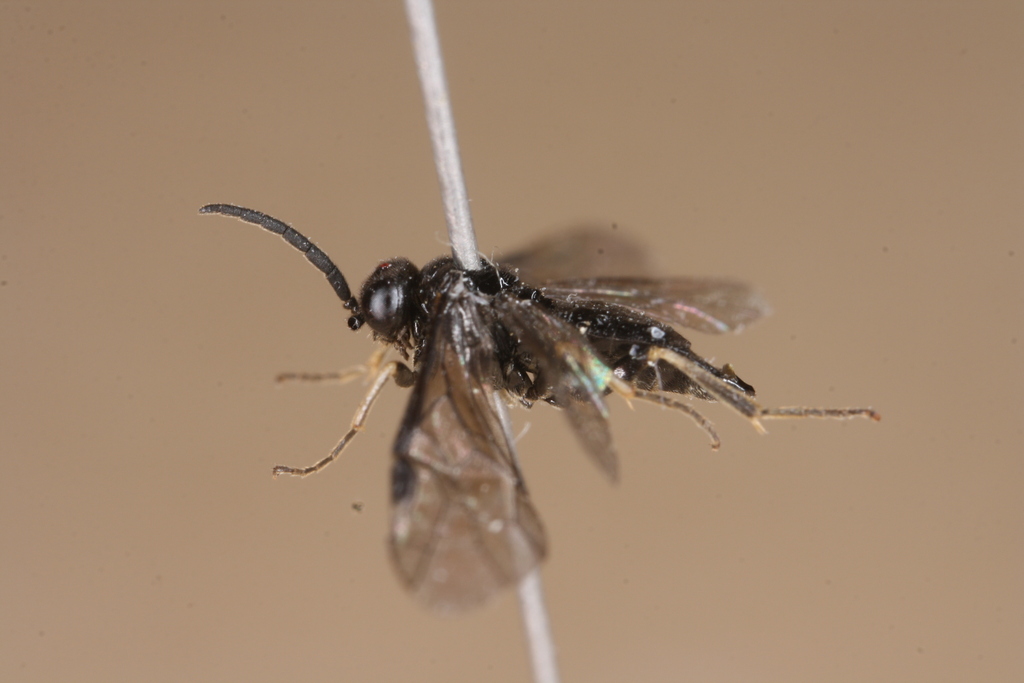 Forget-me-not Sawfly