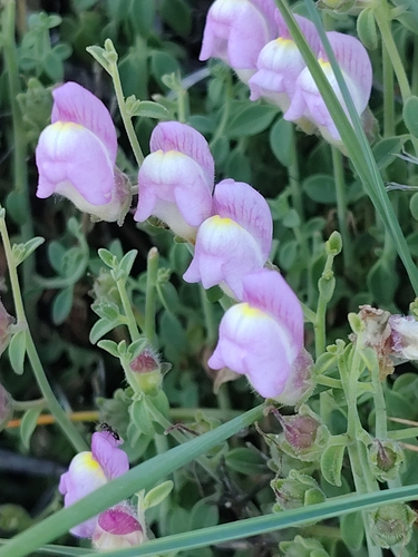 Antirrhinum charidemi, photograph 6