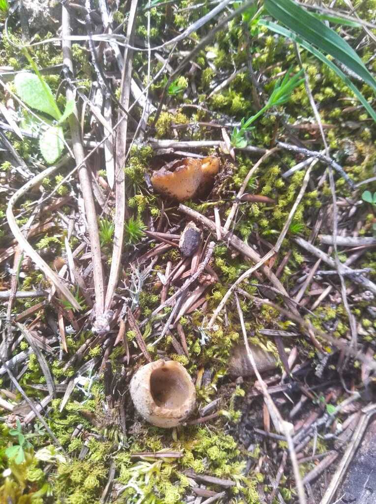 Tarzetta oblongispora