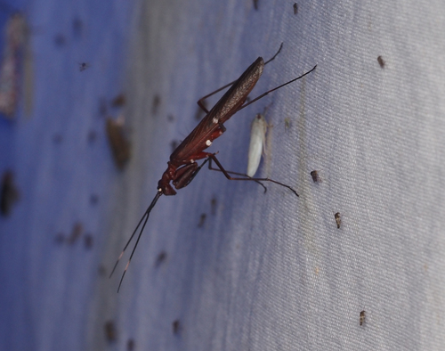 Nesoxypilus albomaculatus observed 2025-04-16