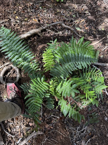 Dryopteris wallichiana observed 2025-04-16