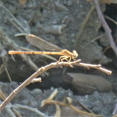 Argia sedula