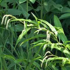 Persicaria lapathifolia