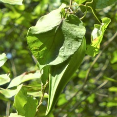 Gonolobus suberosus