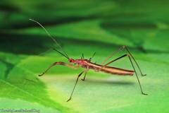 Saicinae