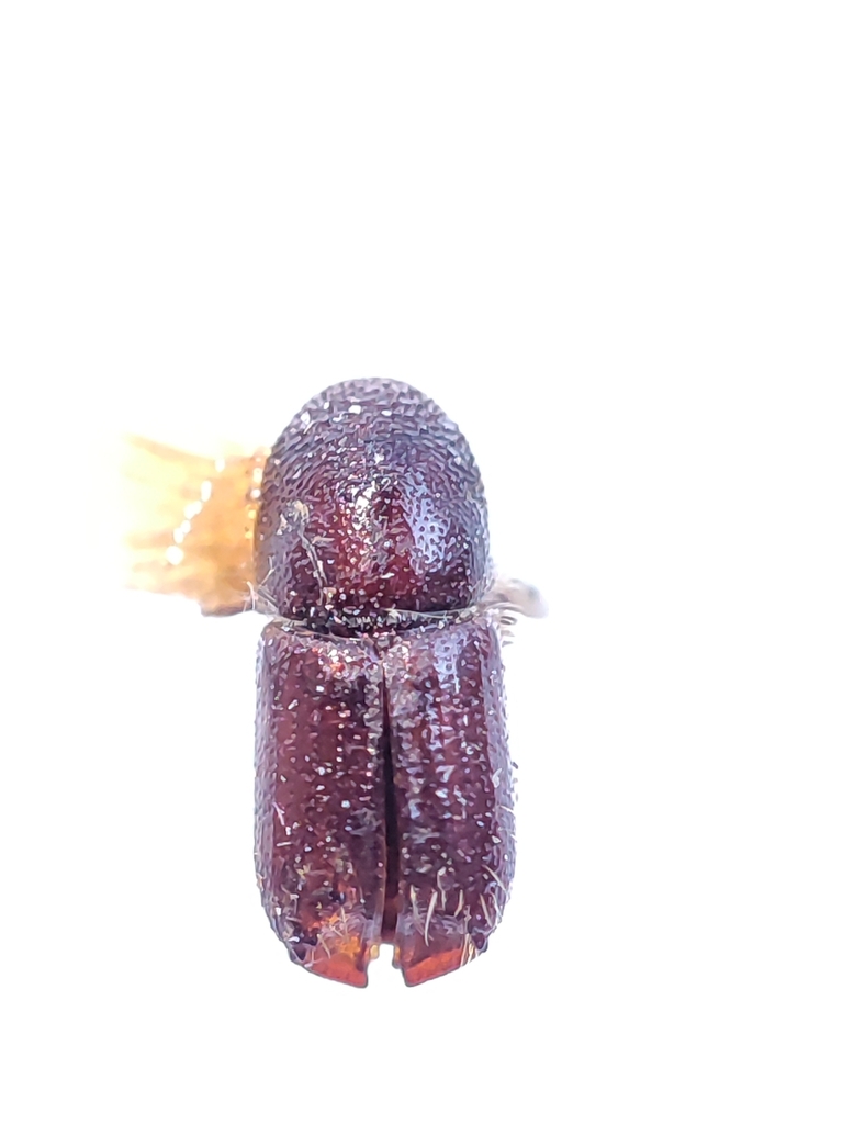 Double-spined bark beetle