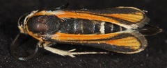 Carmenta ogalala