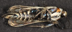 Carmenta ogalala