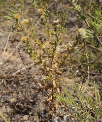 Xanthisma viscidum