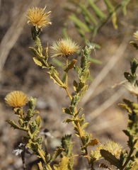 Xanthisma viscidum