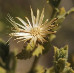 Xanthisma viscidum