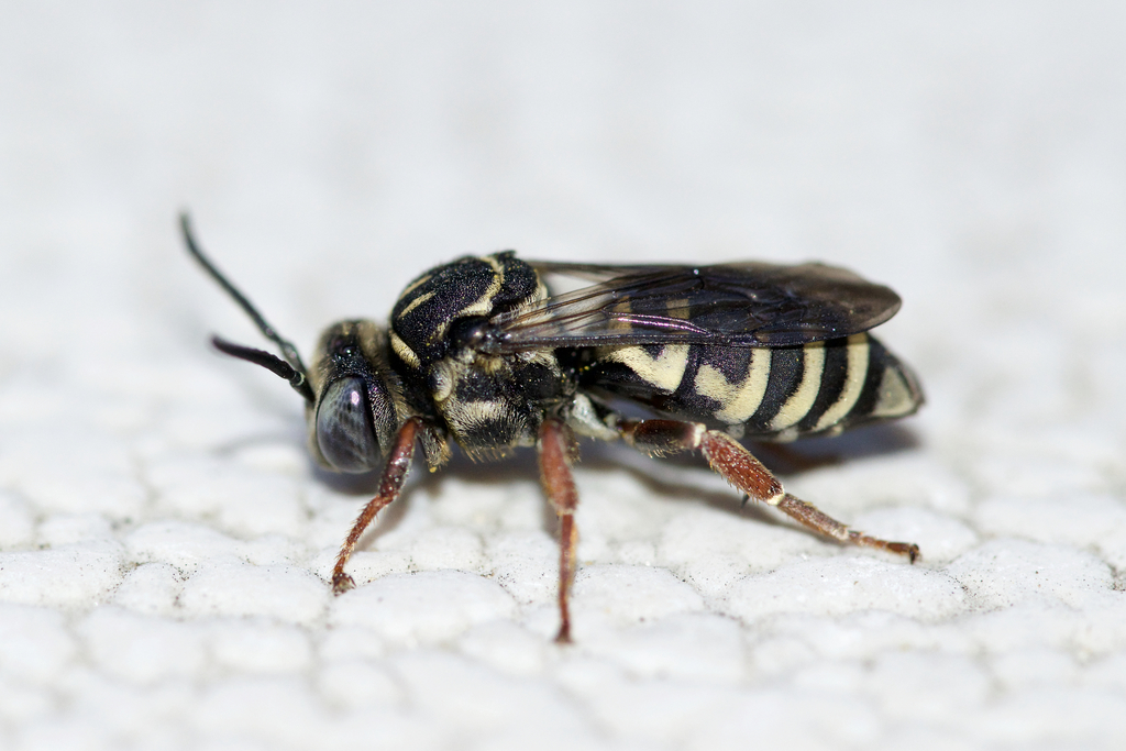 Goldenrod Longhorn-cuckoo