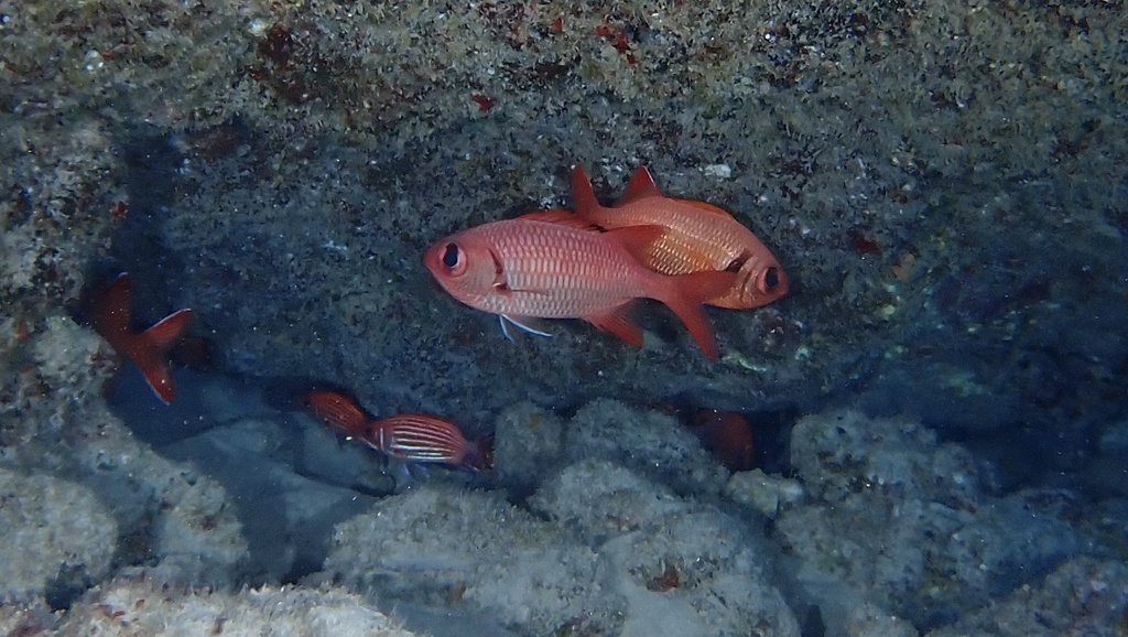 Brick Soldierfish