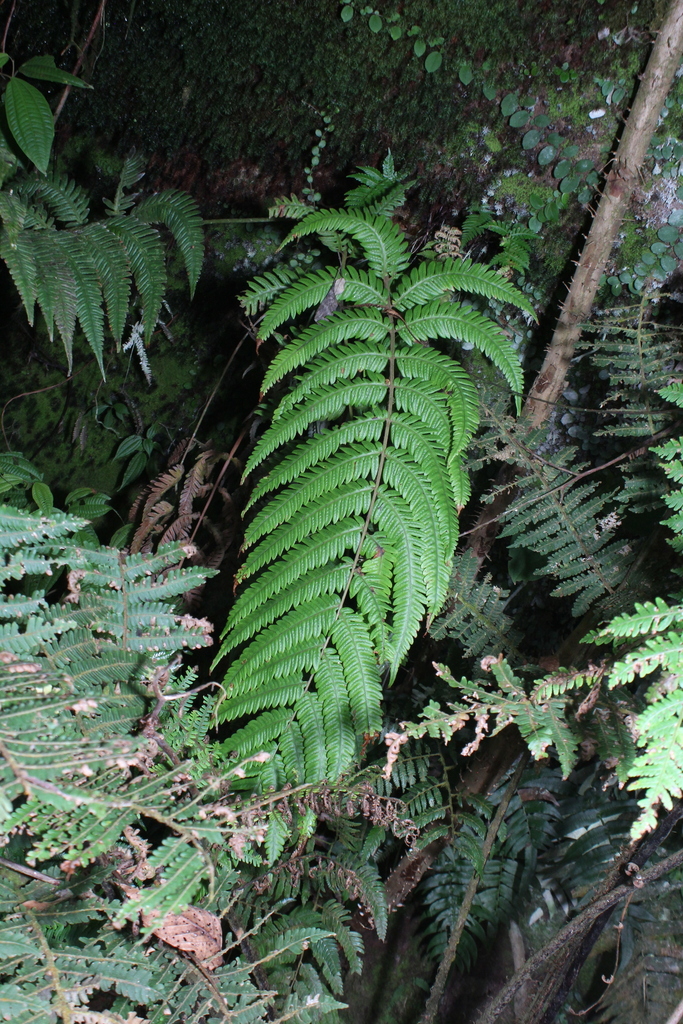 Woodwardia auriculata (Woodwardia auriculata)