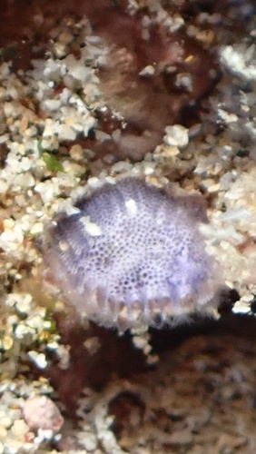 Disporella violacea observed 2025-04-16