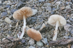 Pluteus phlebophorus