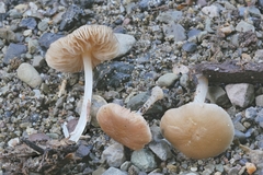 Pluteus phlebophorus