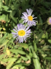 Symphyotrichum spathulatum