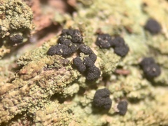 Trapeliopsis viridescens