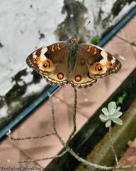 Junonia orithya wallacei