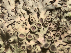 Phaeophyscia ciliata