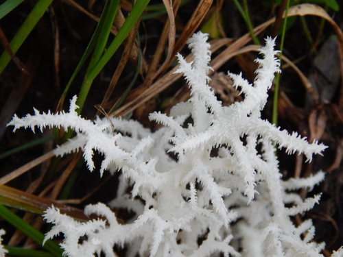 Coral tooth fungus