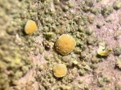 Caloplaca cerina