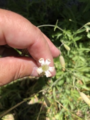Silene douglasii