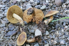 Cortinarius olivaceoluteus