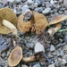 Cortinarius olivaceoluteus - Photo no rights reserved, uploaded by Garrett Taylor
